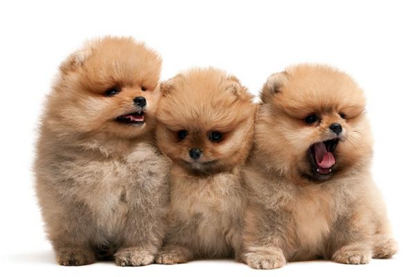 Pomeranian-puppies-sitting-on-a-white-background.jpg Pomeranian-puppies-sitting-on-a-white-background.jpg
